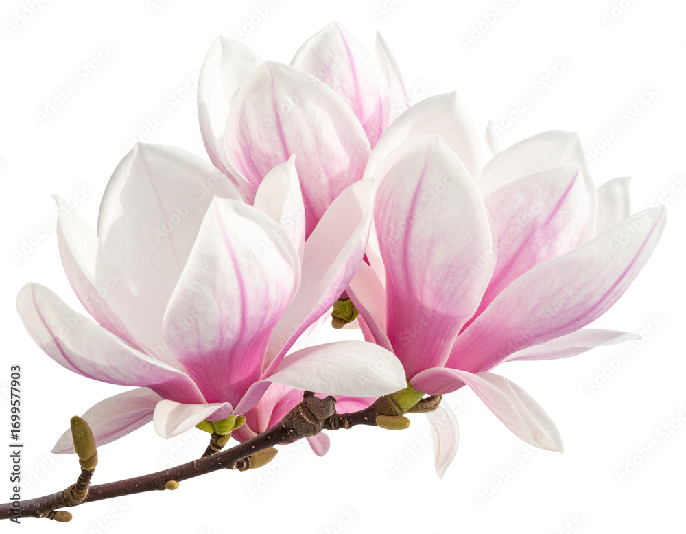 Obraz premium Branch of Blooming Magnolia Flowers with Buds, isolated on transparent background PNG