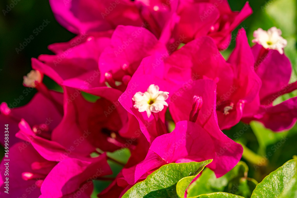 Obraz premium Bougainvillea spectabilis, also known as great bougainvillea, is a species of flowering plant. It is native to Brazil, Bolivia, Peru, and Argentina's Chubut Province. It is widely grown as an ornament
