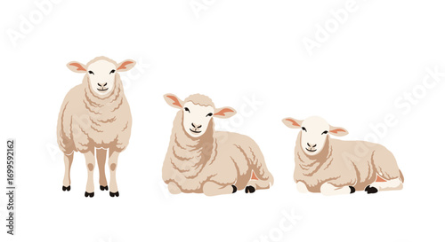 Three adorable sheep standing and resting on a white background farm animal illustrations
