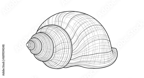 Detailed line art illustration of a marine gastropod shell with spiral coils and surface texture