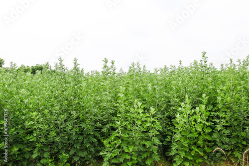 Schilderij op canvas Wild Mugwort Plants Growing Fresh in Natural Fields - Dense Green Vegetation