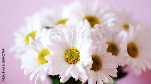 A delicate bouquet of daisies bathed in soft light, symbolizing purity and simplicity.