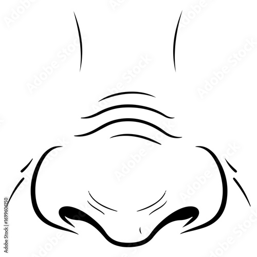 A detailed close up line drawing of a human nose wrinkling. A concept for scent, smell, anatomy, or expressing an emotion like disgust. Clean medical sketch.