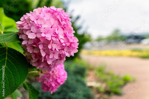 Fotografi Selective focus of Hydrangea Flower