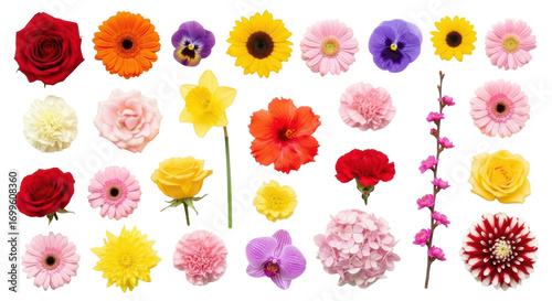 Diverse vibrant flower heads (roses, sunflowers, gerbera, orchids, dahlia) flat lay on transparent background with copy space. Concept of botanical diversity