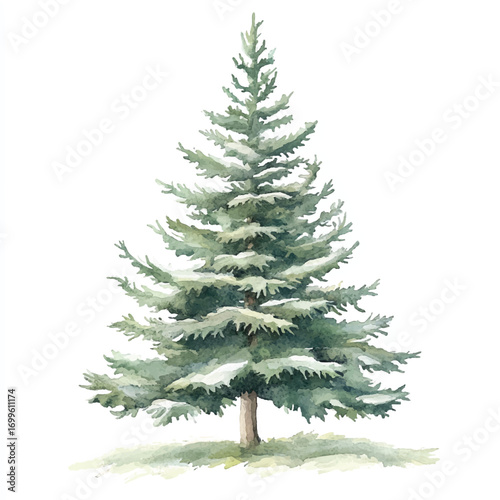 A realistic watercolor painting of a tall evergreen pine tree with lush green needles and a sturdy brown trunk.