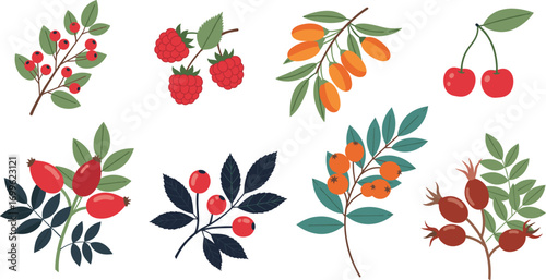Botanical berry branch illustration set with cherries, rose hips, raspberries, and colorful leaves for nature, education, and design use