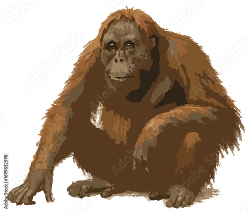 Pongo pygmaeus illustration