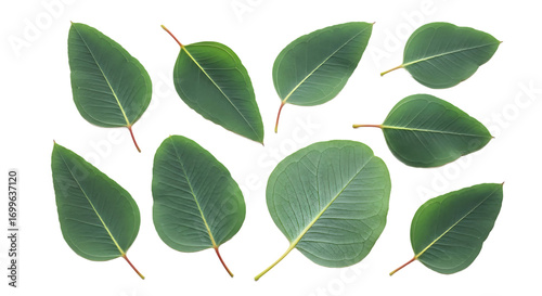 A collection of vibrant green eucalyptus leaves arranged on a pure white background, highlighting their smooth texture and organic shape from an appealing top-down view