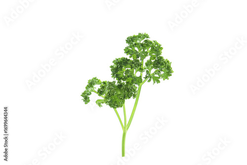 fresh curly-leaf parsley leaves isolated on a white background