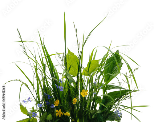 Set of various yellow and blue flowers  among various meadow grass isolated on white background