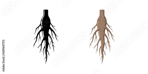 Ginseng root illustration in a realistic style. A symbol of health, medicine, and natural remedies. Includes a colored version and a black silhouette.