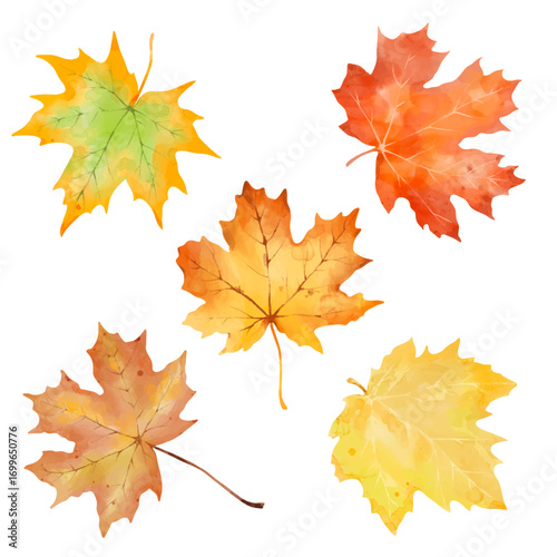 Autumn foliage watercolor collection set maple fall leaves. Forest design elements illustration