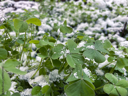 Delicate Green Oxalis Leaves Dusted with Snow Crystals