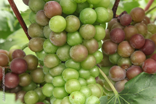 Konstfotografi Fresh Grapes Ripening on Vine in Xinjiang Vineyard During Harvest Season China