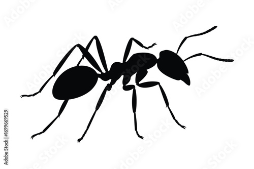 Silhouette of a black ant on a white background