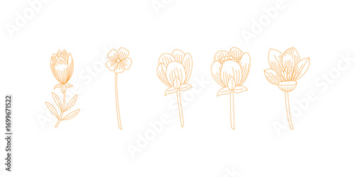Minimal hand drawn line art botanical illustration with elegant floral elements, modern decorative design and natural organic style for branding, identity or print artwork
