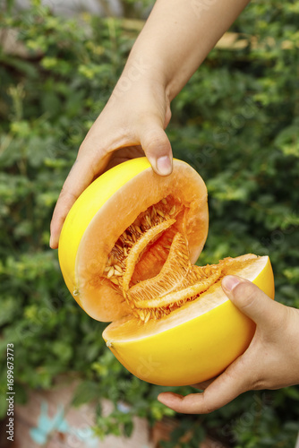 Fresh Harvested Yellow Honeydew Melon Cut Open Showing Orange Flesh in Hands Outdoors