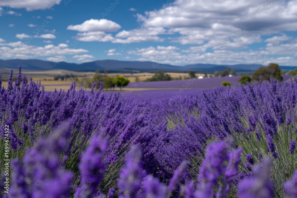 Naklejka premium A vibrant lavender field stretches under a blue sky with fluffy clouds, set against distant mountains and green countryside