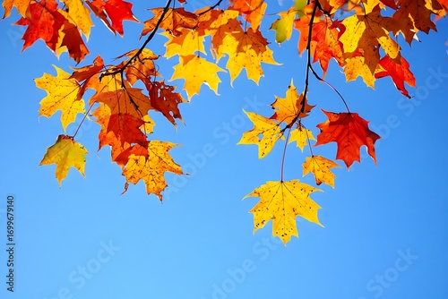 Vibrant autumn leaves in orange, red, and yellow against a clear blue sky. Sunlight shines through maple branches, creating a picturesque seasonal landscape perfect for backgrounds, banners.