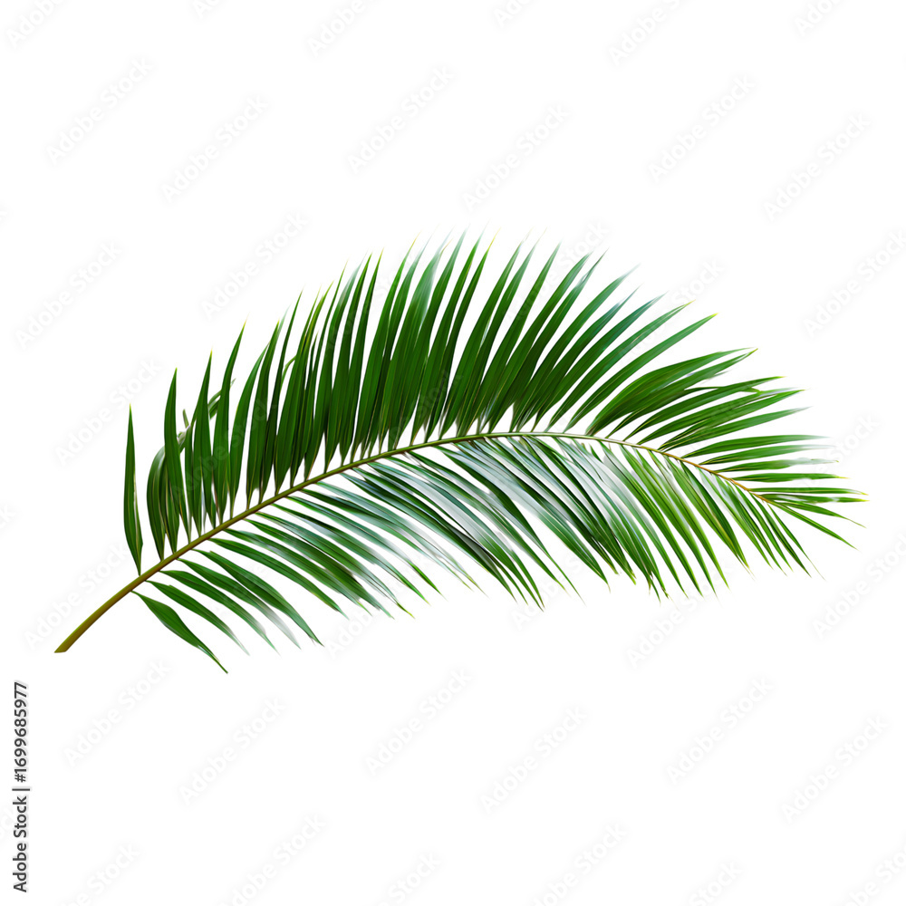 Vibrant green palm frond unfurls with lush, detailed texture, offering a fresh tropical essence for design projects.
