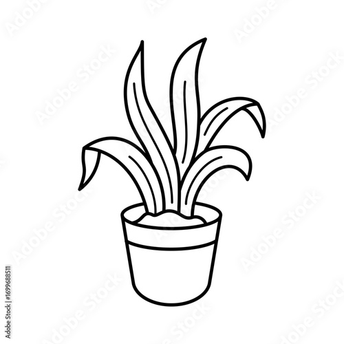 plant in pot