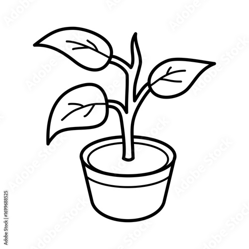 plant in pot