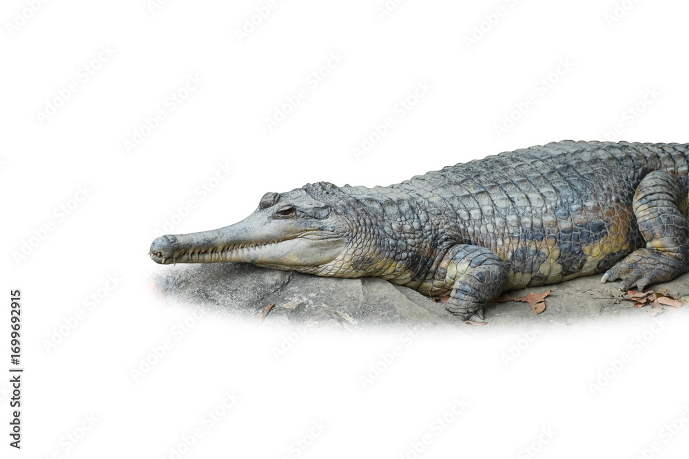 Fototapeta premium False Gharial ,Malayan gharial (Tomistoma schlegelii.) isolated on white background. This has clipping path.