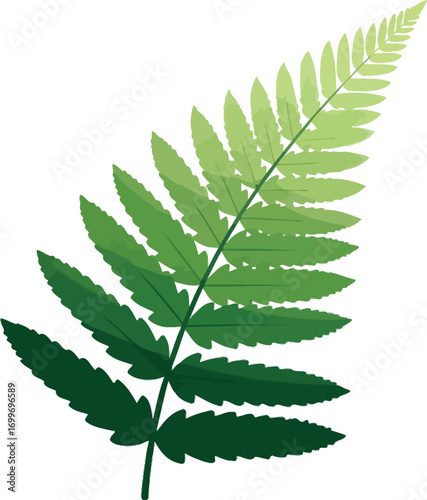 Isolated fern frond with detailed leaves in shades of green on a white background