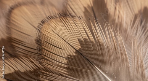 Intricate Macro of Soft Brown Bird Feathers: Delicate Barbs, Natural Texture, Gentle Shadows