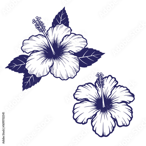 Artistic vector illustration of two elegant navy hibiscus flowers on white background