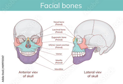 Skull anatomy. Facial bones with front and side projection of human skull outline.Vector medical illustration