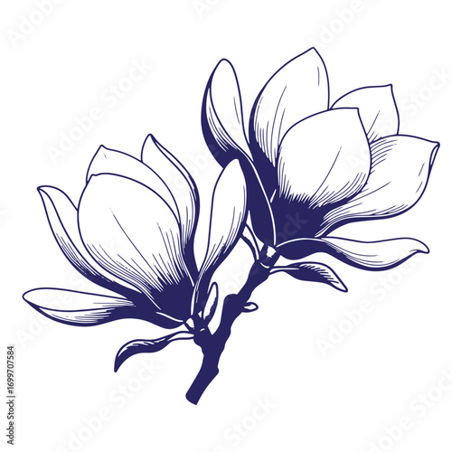 Elegant hand drawn illustration of blooming magnolia flowers with detailed lines and graceful petals.