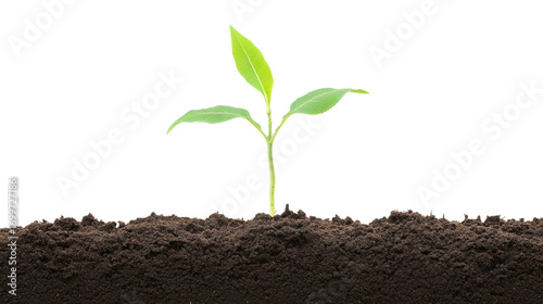 Newly Sprouted Seedling Emerging From Dark Soil Against Transparent Background