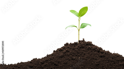 Young Green Plant Growing from Dark Soil Against a Transparent Background in Nature