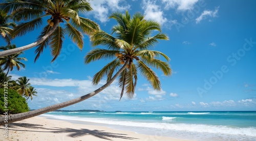 tropical beach with palm trees