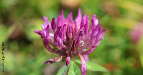 The picture shows a flower of red clover (Trifolium pratense)
