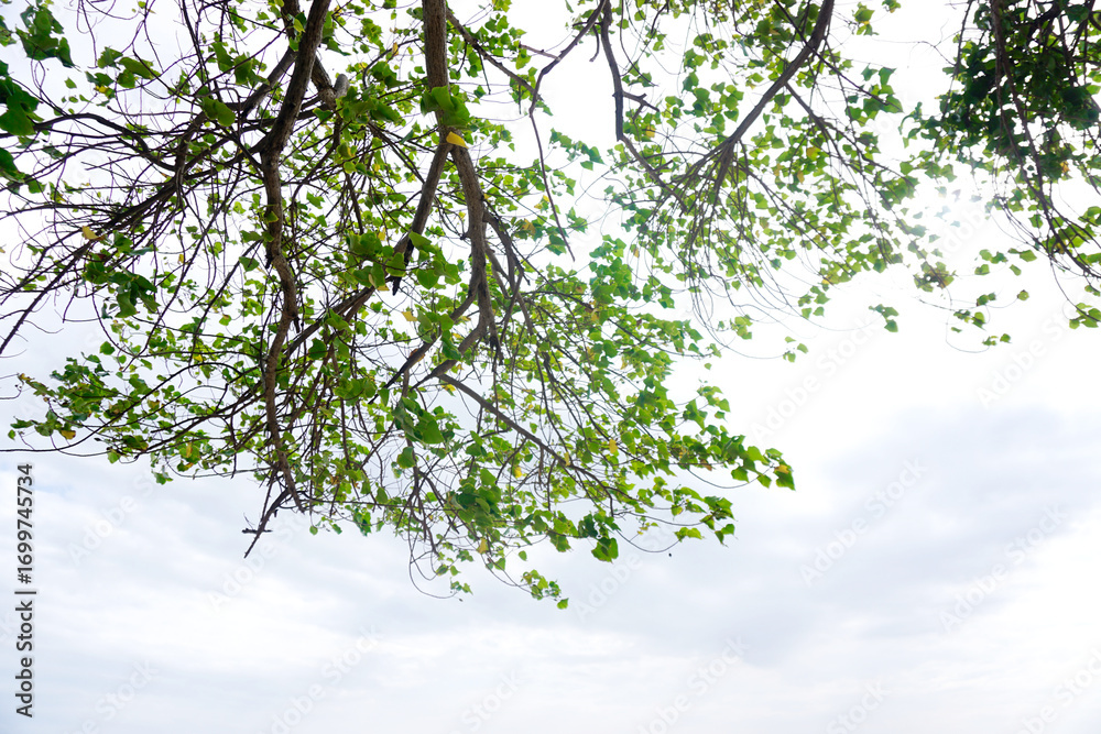 Fototapeta premium Green leaf tree canopy with clouds sky background