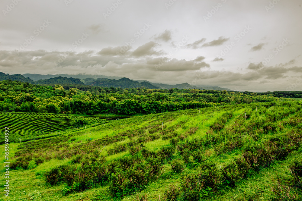 Fototapeta premium A wide-angle view of the natural scenery of the large mountains, with the wind blowing the mist and some rain falling on the trees. Happiness during the travel to study the resources.