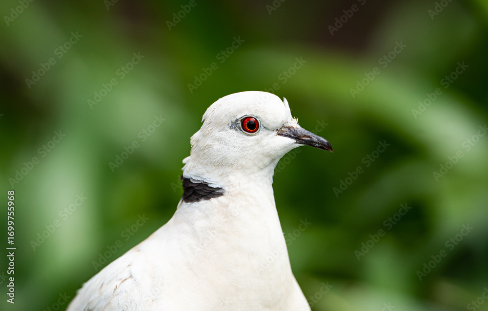 Fototapeta premium barbary dove