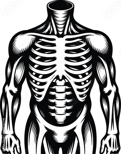 Anatomical Illustration of Muscles and Bones of the Human Chest
