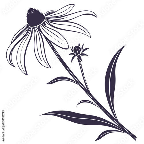 black and white black eyed susan prairie sun