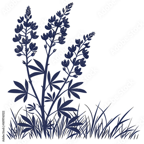 baptisia dutch chocolate on white background 