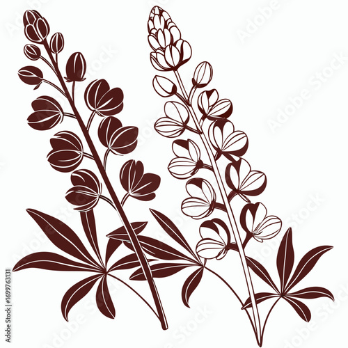 baptisia dutch chocolate on white background 