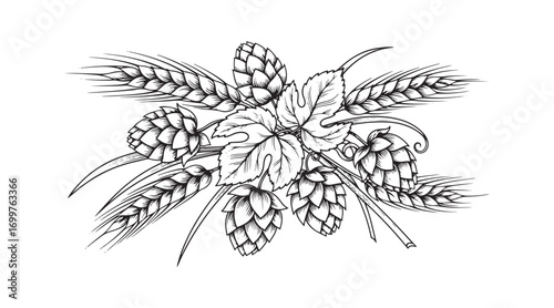 Hops and wheat depicted in an engraving style. A design feature for beer labels, posters, and emblems. Vector illustration