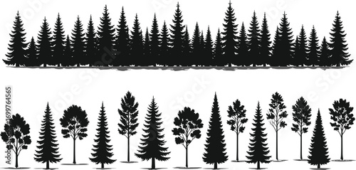 Forest tree silhouettes with coniferous and deciduous types, nature comparison set, landscape design elements, botanical vector illustration for stock content