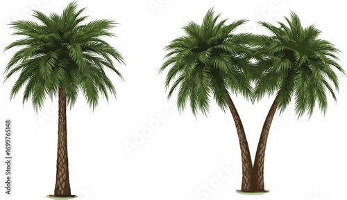 Palm tree vector set featuring single and paired tropical trees with textured trunks and lush fronds for nature-themed design projects.