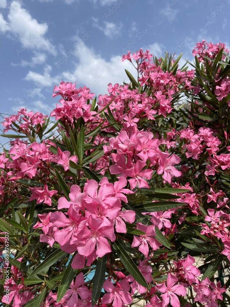 Fototapeta premium pink hydrangea flowers