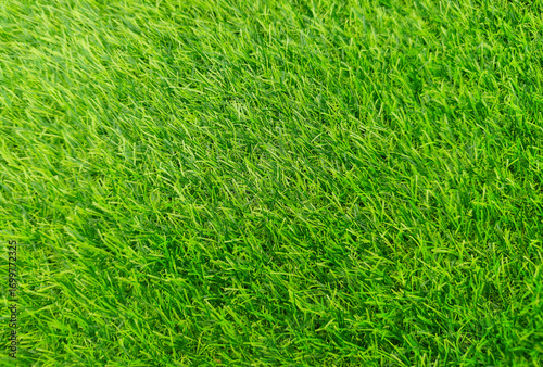 Wallpaper Mural Green grass background in top view for graphic design Torontodigital.ca