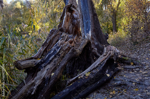 A burnt tree from a lightning strike. Tree trunk in the forest after a fire destroys
